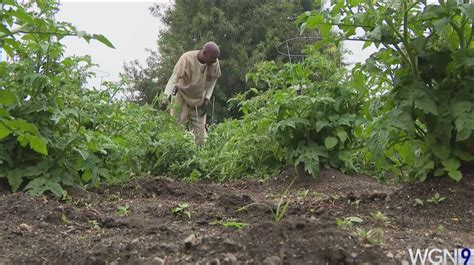 Cook County Jail farming initiative planting seeds of change for inmates